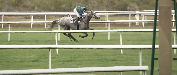 FRANCIA. Domenica doppio appuntamento a Saumur e a Le Pin au Haras con il Grand Cross Country e il Grand Steeple Chase du Pin. Chez Pedro per Patrice Quinton atteso fra gli ostacoli di campagna, Fénomène D’Arc nello steeple per Arnaud Chaillé Chiallé