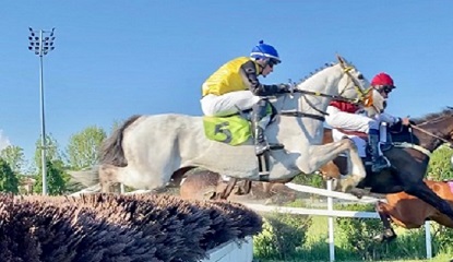 ITALIA. Gran Corsa Siepi di Pisa e Corsa Siepi dei 4 anni nella domenica a San Rossore. Nel Gr3 riservato agli anziani quattro le pedine di Josef Aichner, con il grigio Mauricius in pole position. Nella prova per i giovani, Bad Drake devastante all’esordio, cerca l’immediato bis per il crack