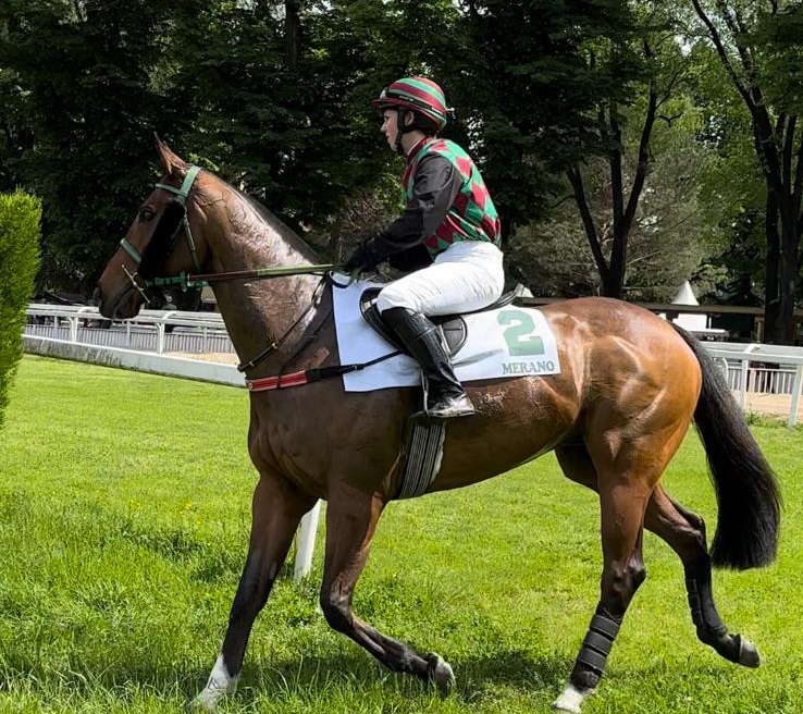 ITALIA. Merano, Dalton sfida Igor, Altus e Kings Rock nella periziata del Bonomi. Zain Master vs Darzan nella Novices, bello il cross riservato agli amatori, la vendere per i quattro anni vede Sopran Meneghino cavallo da battere