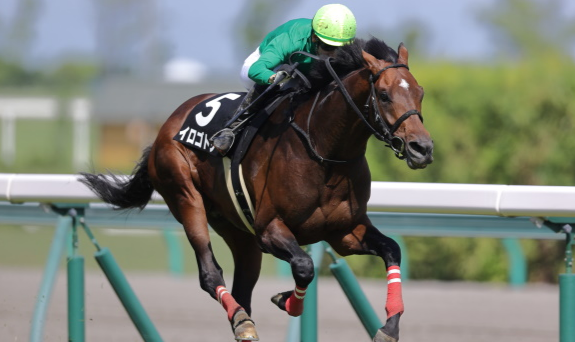 GIAPPONE. Irogotoshi vince il Grand Jump. A Nakayama splendida performance dell’allievo di Kazuya Makita interpretato da Yu Kuroiwa, terzo cavallo a conquistare per due volte consecutive il Gr1 di primavera