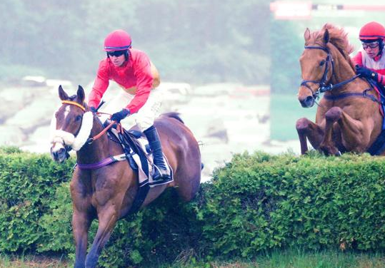 STATI UNITI. Meeting Belmont. Rampoldi Plan atteso domenica nel Beverly R Steinman Hurdle Handicap di Gr1. A Saratoga l’allievo di Leslie Young cerca il bis dopo il successo ottenuto nel Commowealth Cup di Great Meadow